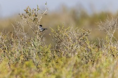 camargue-01