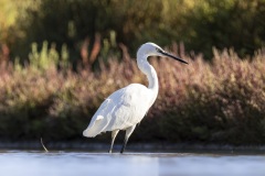 camargue-10
