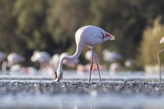 camargue-11