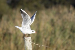 camargue-12