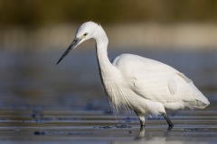 camargue-13