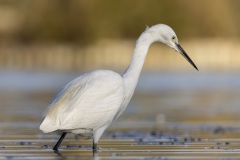 camargue-14
