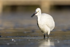 camargue-15