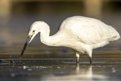 camargue-16