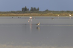 camargue-02