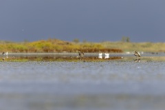 camargue-03
