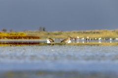 camargue-04