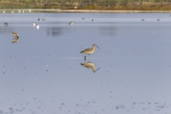 camargue-05