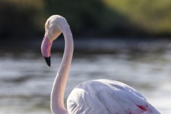 camargue-08