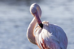 camargue-09