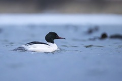 Nuroges-1