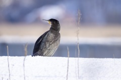 kormoran-1