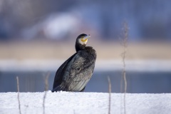 kormoran-2
