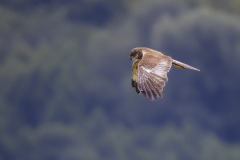 Blotniak-stwowy-3