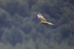 Blotniak-stwowy-4
