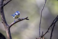 Modraszka-9-1-scaled