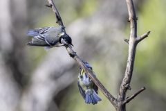 Modraszka-i-Bogatka-1-1-scaled