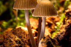 Grzybek-2