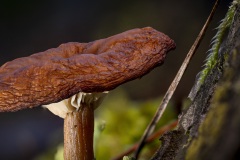 bordowy-3