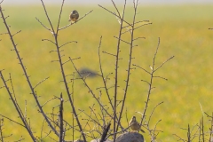 Trznadel & Cierlik