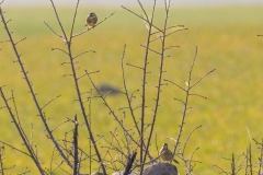 Trznadel & Cierlik