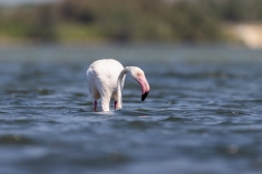 26.06.23-Flaminigi-Grau-de-Roi