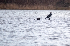 Kormoran - Staw Morawa (Bagier)