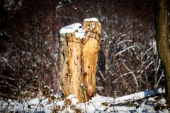 untitled-11