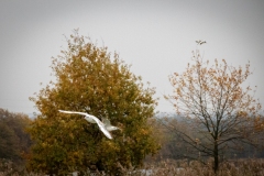 11.-Wielikat-15.11.20